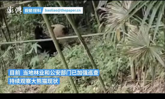 Wild giant panda spotted for visiting a villager's bamboo forest for 3 days in Sichuan