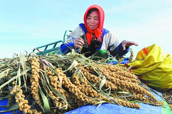 A farmer harvests millet in Aohan Banner, Inner Mongolia autonomous region. （Photo/Xinhua）