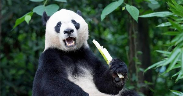 Giant panda Bei Bei enjoys its meal in summer