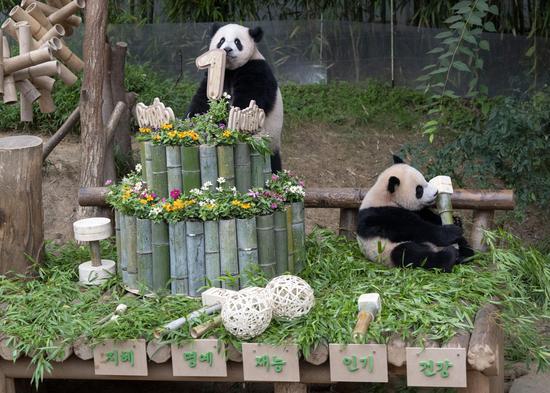 Beloved giant panda twin cubs in South Korea celebrate first birthday