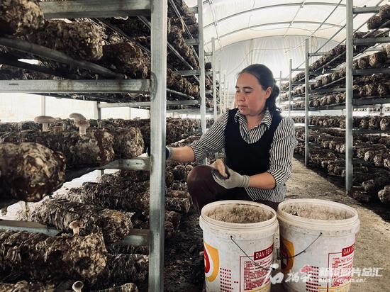 Farmers in Xinjiang embrace bountiful mushroom harvest