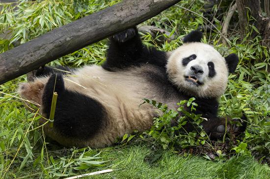 San Diego Zoo releases photos of newly arrived giant pandas