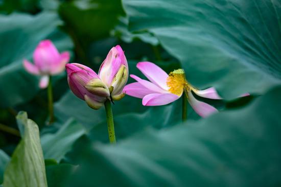 Twin lotus flower buds draw visitors to Nanjing