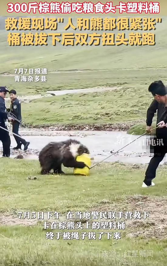 Brown bear whose head is stuck in a plastic bucket rescued in Qinghai Province
