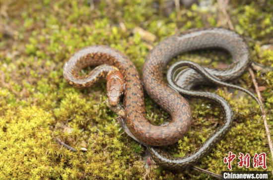 New snake species discovered in C China