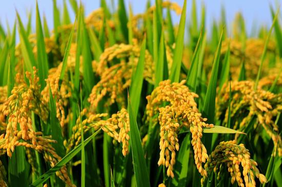 Tianjin restores glory of Xiaozhan Rice brand