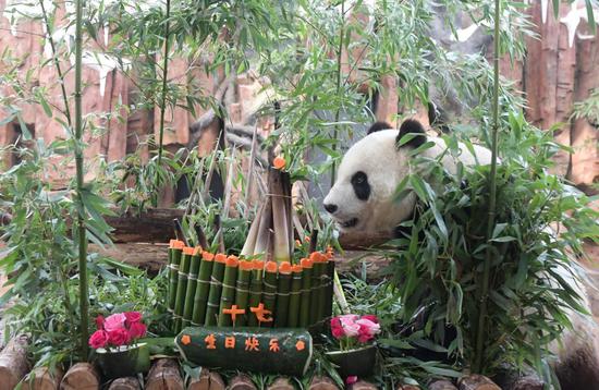 Giant panda celebrates 17th birthday at Jinan Zoo