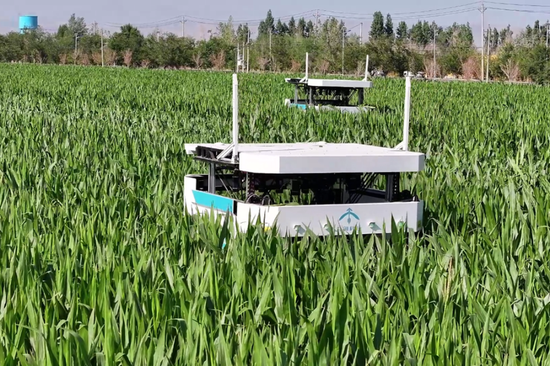 Homegrown robot helps increase corn yields