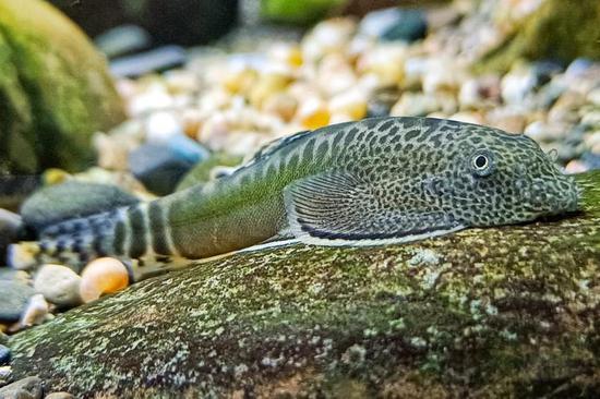 Shanghai research team discovers two new species of fish