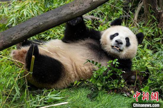 San Diego Zoo expands panda exhibit fourfold