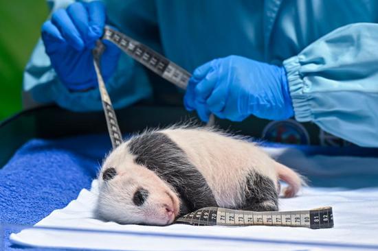 Giant panda cub turns one month old in Guangzhou
