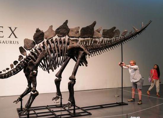 Stegosaurus sets auction record for almost $45 mln