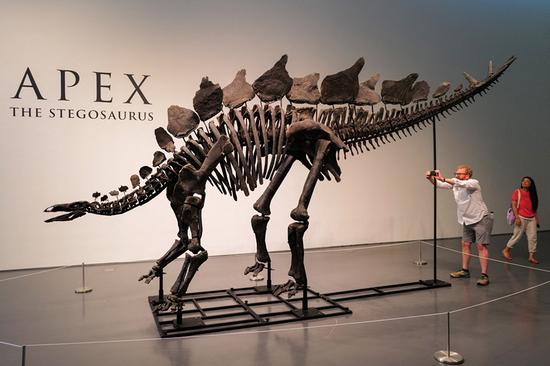 Stegosaurus sets auction record for almost $45 mln