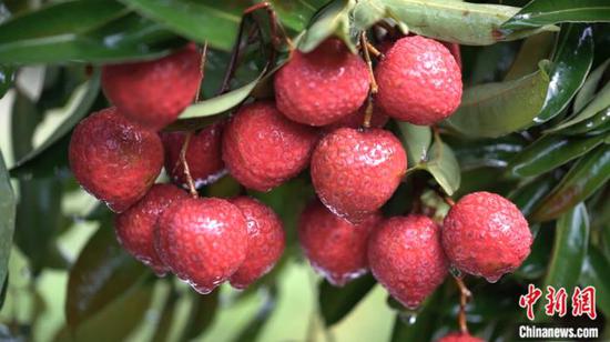 (W.E. Talk)Chen Houbin: Why Do We Say Lychees Are China’s Gift to the World?