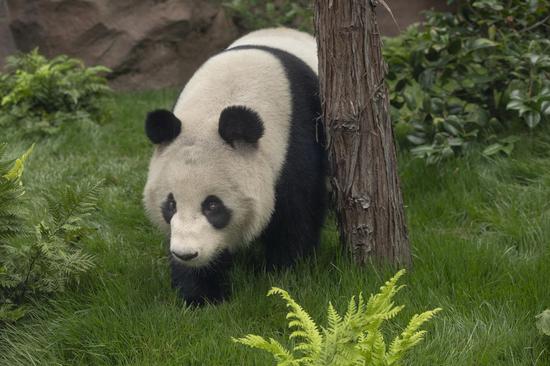 Panda pair to debut at U.S. San Diego Zoo in Aug
