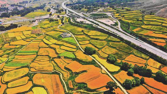 Vibrant terraced fields in Qinghai