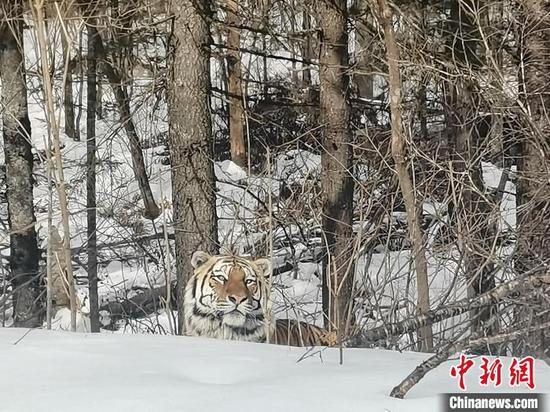 File photo shows a Siberian tiger in Northeast China Tiger and Leopard National Park. (Photo/China News Service)