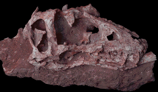 First deep-snouted Tyrannosaur discovered in SE China