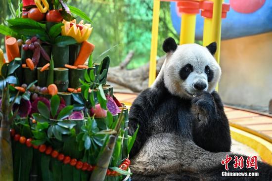 World's only giant panda triplets turn 10