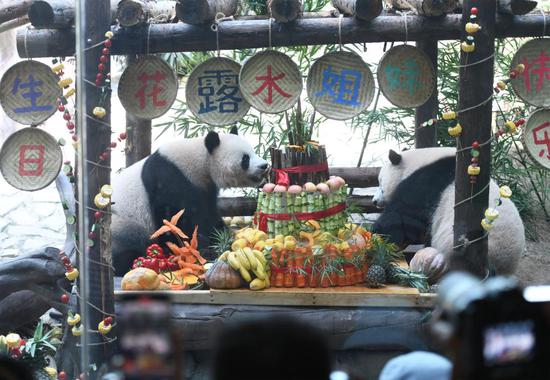 Zoo hosts birthday celebrations for 3 giant pandas