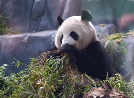 Panda Day set for Aug. 8 in California