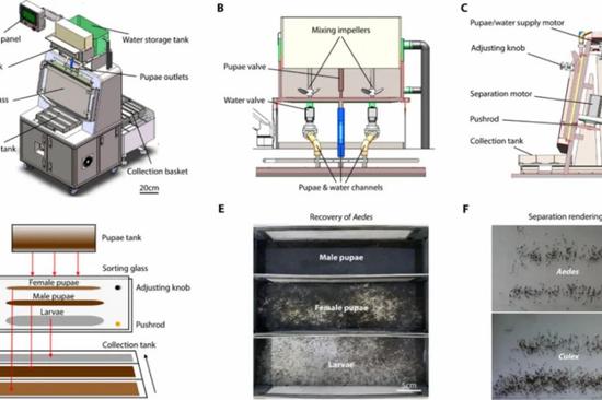 Male mosquito sorter may help beat dengue