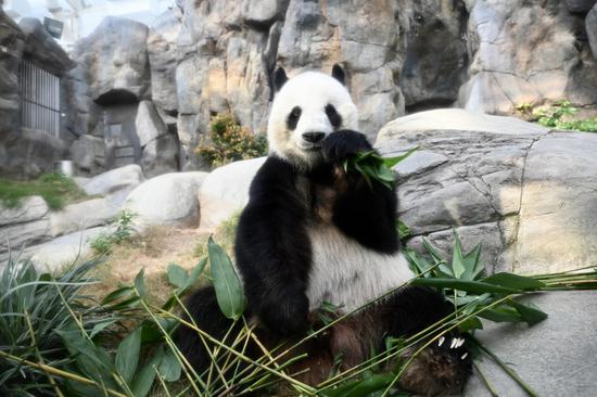 Panda twins born in Hong Kong