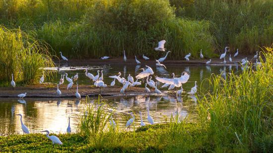 Neiqiu wetland a paradise for birds in Hebei