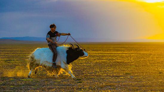 Yak racing festival celebrated in Qinghai