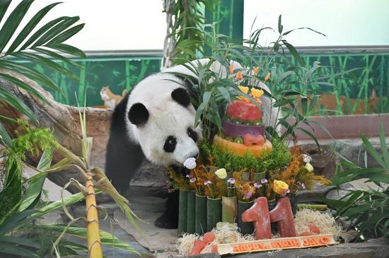 Giant pandas celebrate 11th birthday at Guangzhou Zoo