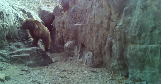 Experts discover Gobi bears in China for the first time 