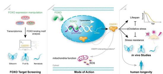 Mechanism of action of OSER1 in lifespan regulation. (Image provided by Southwest University)