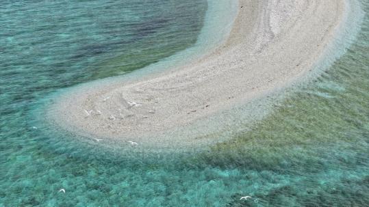 Black-naped terns rest on the cay of Xianbin Reef. (Photo provided to chinadaily.com.cn)