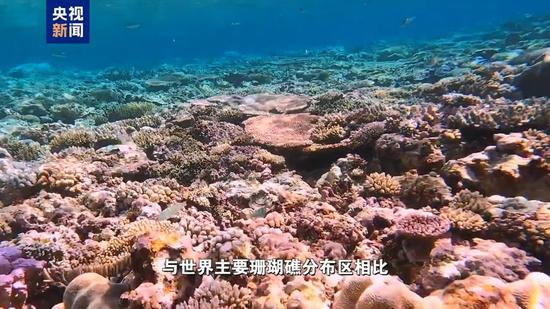 Coral reefs at Xianbin Jiao, south China. (Photo/CMG)