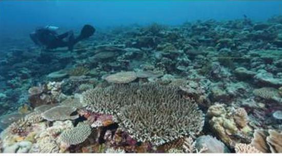 A survey report on coral reef ecosystem of Xianbin Jiao