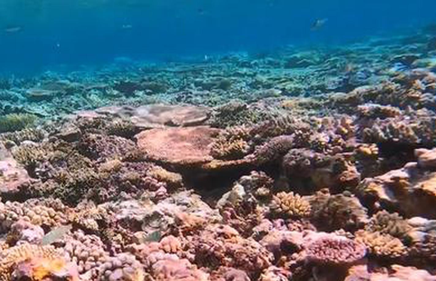 First report on coral reef ecosystem of China's Xianbin Jiao released