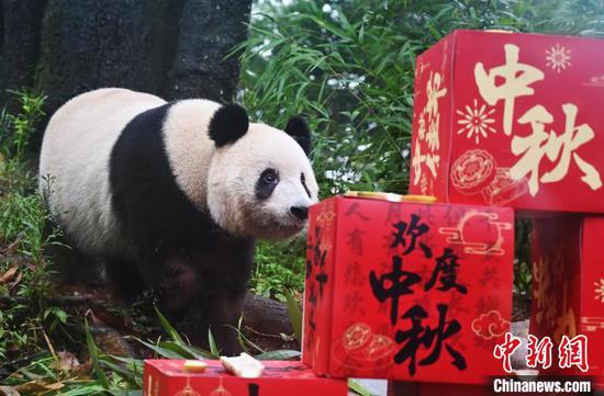 The Bifengxia Panda Base of the China Conservation and Research Center for the Giant Panda (CCRCGP) celebrates the birthday of pandas in Ya’an, southwest China's Sichuan Province on Friday. (Photo: China News Service/An Yuan)