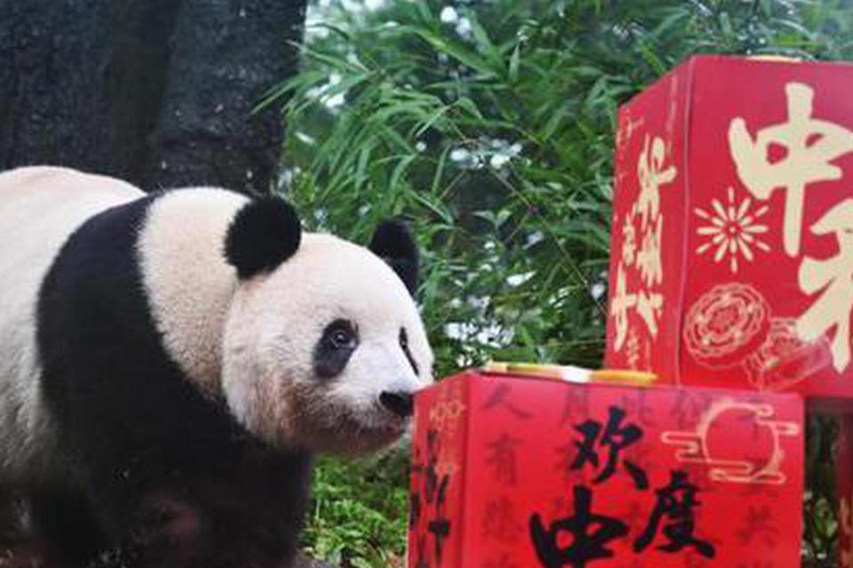 Mid-Autumn Festival mooncakes delight pandas on birthday 