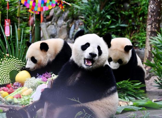 Group birthday party held for giant pandas in Sichuan