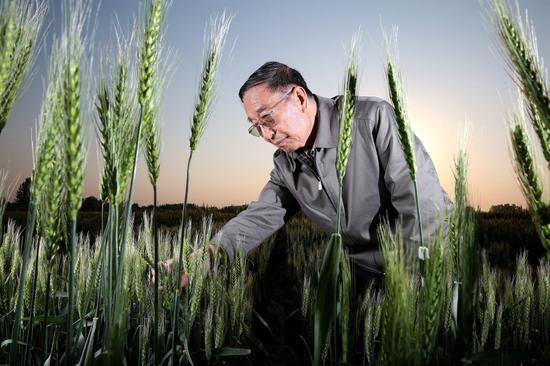 Top geneticist honored for boosting grain production