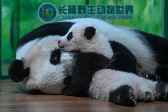 Panda cub in good shape in Guangzhou