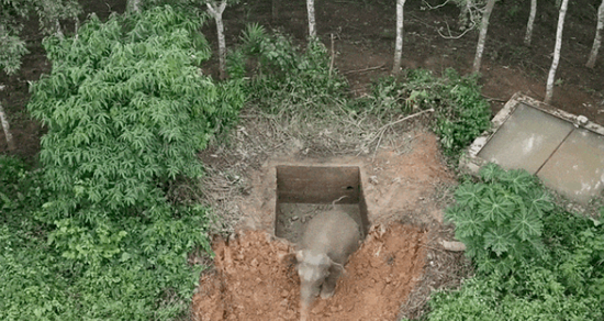 An Asian elephant falling into a 2-meter-deep water pit is rescued in Jinghong, Xishuangbanna Dai Autonomous Prefecture, southwest China’s Yunnan, Sept. 17, 2024. (Screenshot Photo)