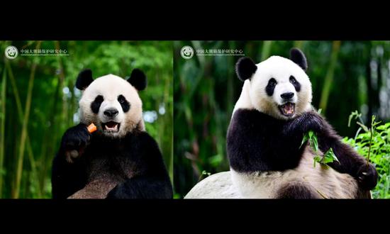 Male giant panda An An (left) and female giant panda Ke Ke gifted to the Hong Kong Special Administrative Region. (Photo/China Conservation and Research Center for the Giant Panda)