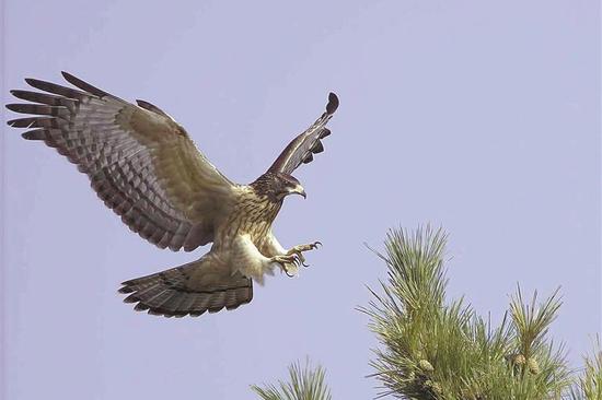 Autumn brings record number of raptors in a day