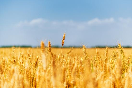 Utilization of market mechanisms leads to high summer grain purchasing levels