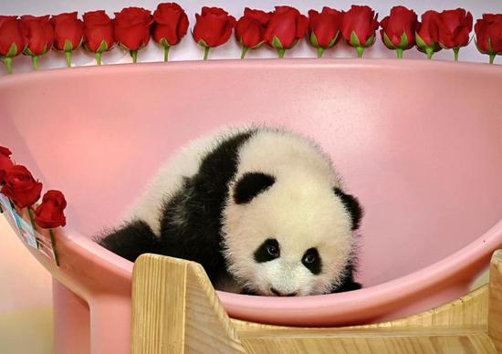 Three-month-old panda cub makes public debut in Chongqing