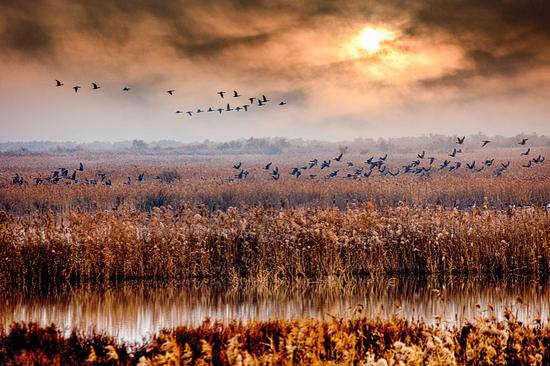 'Infrastructure', technologies aid recovery of Yellow River wetland