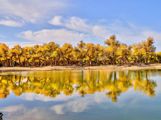 Golden populus euphratica forest adds color to autumn in Inner Mongolia