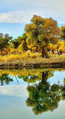 Golden populus euphratica forest adds color to autumn in Inner Mongolia