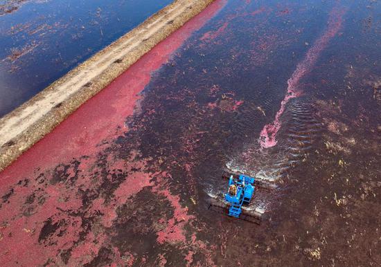 Cranberry enters harvest season in NE China